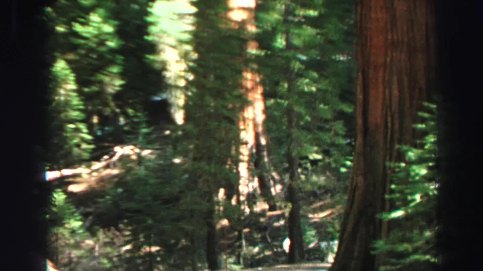 Lake Tahoe forest footage from 1969 showing a large trunk, bright bark highlights, and layered green vegetation.