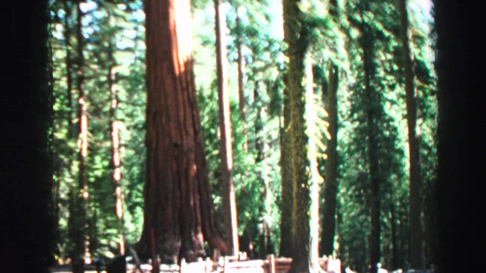 1969 Lake Tahoe 8mm frame with a massive reddish-brown trunk, smaller trees, and bright forest light behind it.