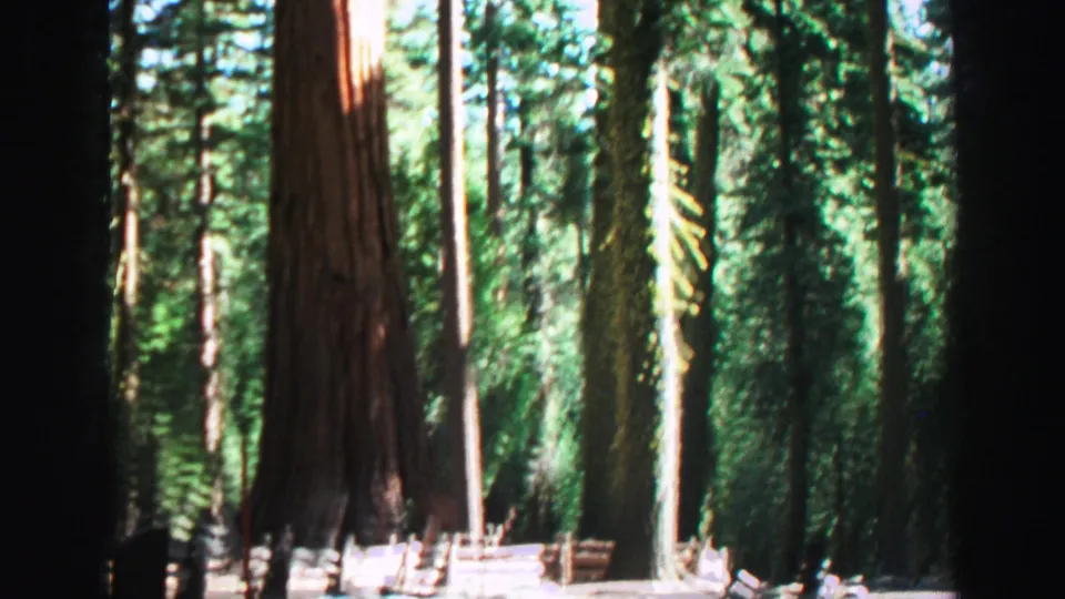 Lake Tahoe home-movie frame from 1969 showing vertical tree trunks, dense greenery, and high-contrast sunlight in the woods.