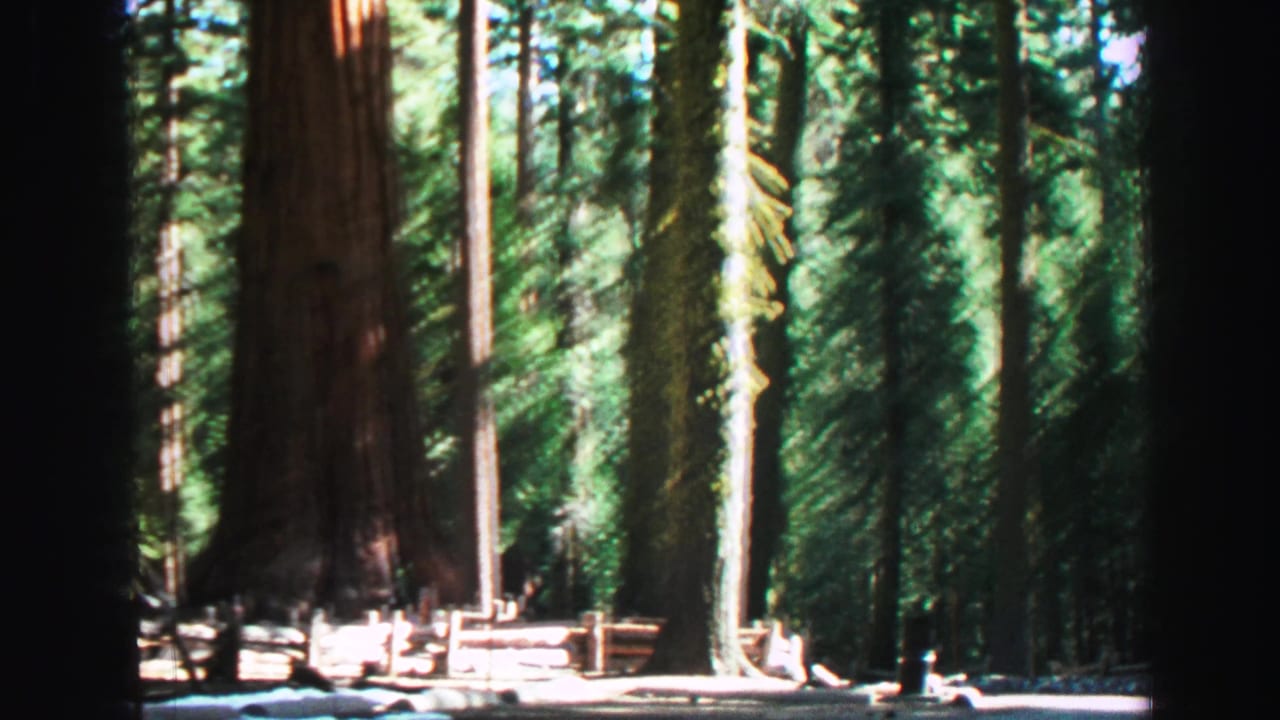 Tall forest trees with sunlit trunks, a low wooden rail, and shadowed ground.