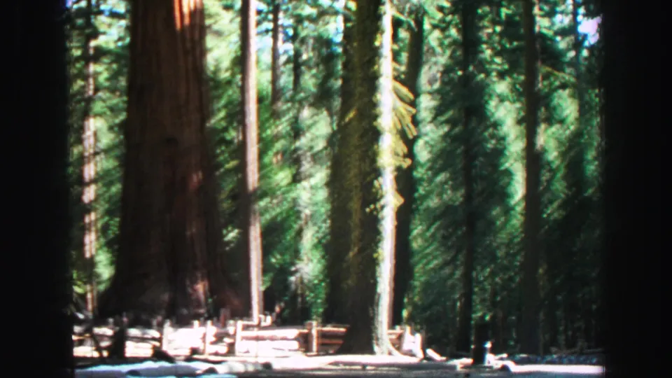 1969 Lake Tahoe 8mm frame showing tall conifers, dappled sunlight, and a quiet forest rail or path area.
