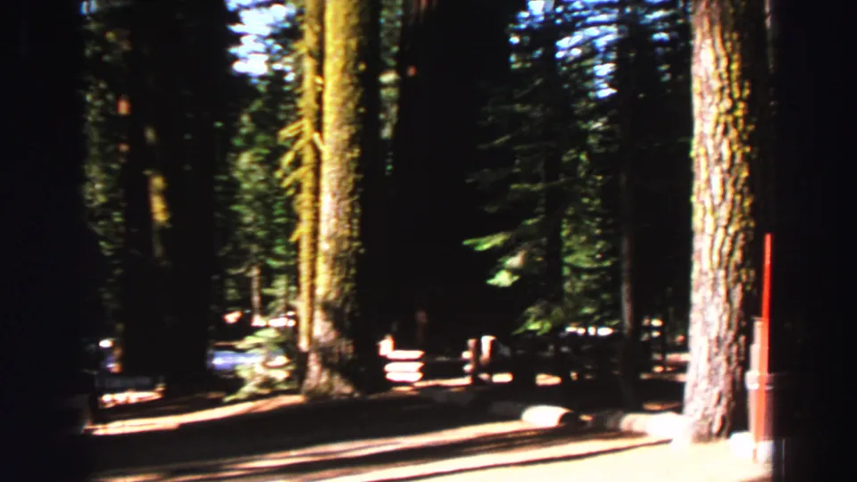 1969 Lake Tahoe 8mm frame of a dark forest road with a massive trunk, parked cars, and a red post or structure at the edge.