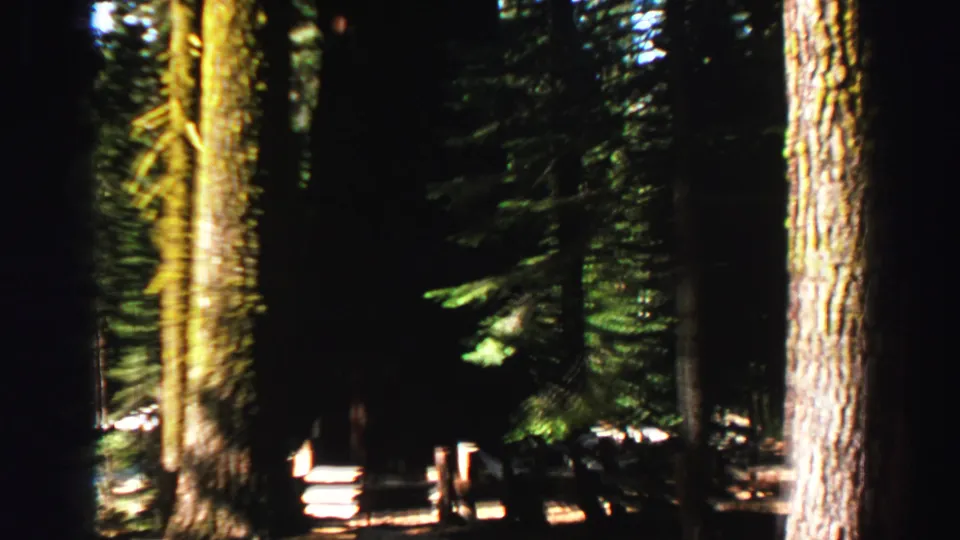 1969 Lake Tahoe forest frame with strong contrast, a bright conifer trunk, dense trees, and low rails or posts in shade.