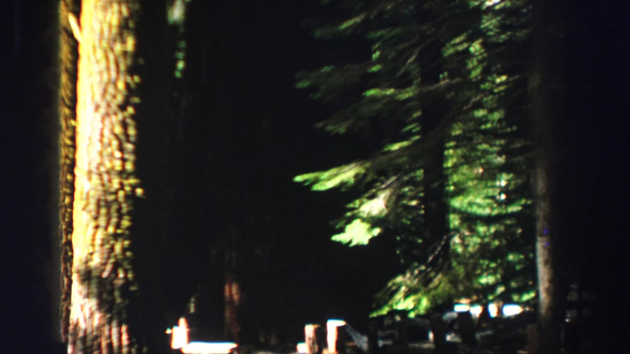 Dark forest view with tall tree trunks and warm light on bark.