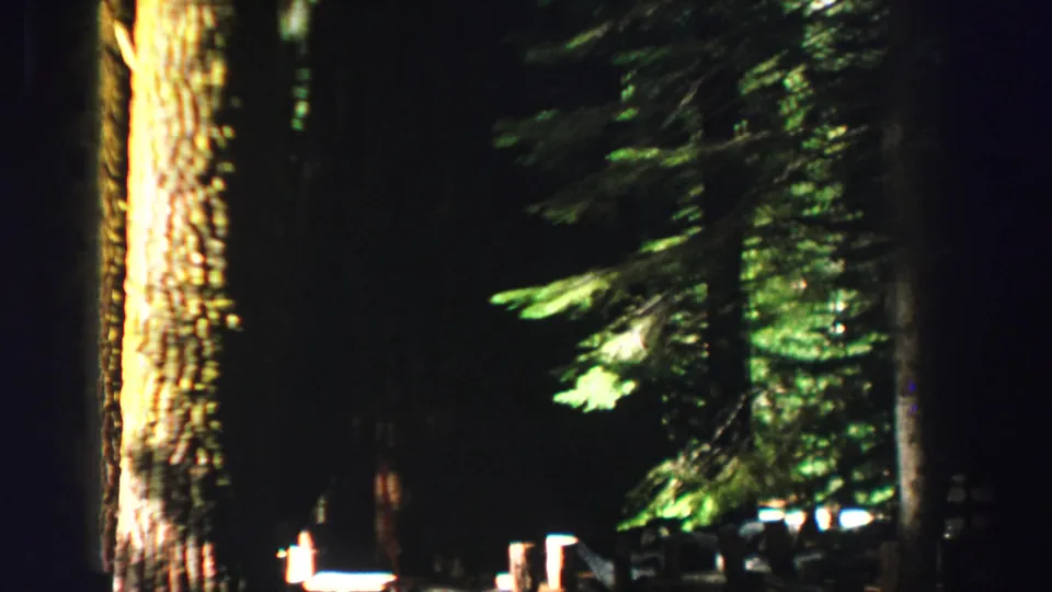1969 Lake Tahoe home-movie frame showing tall trees in deep shade with yellow sunlight catching bark and evergreen foliage.