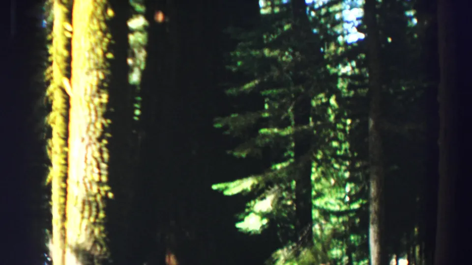 Soft 8mm frame from Lake Tahoe showing dense evergreen woods, vertical trunks, and small bright gaps of sky or sunlight.