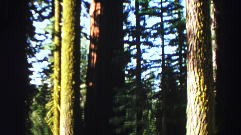 1969 Lake Tahoe forest frame with mossy tree trunks, dense conifers, and blue sky visible through the woods.