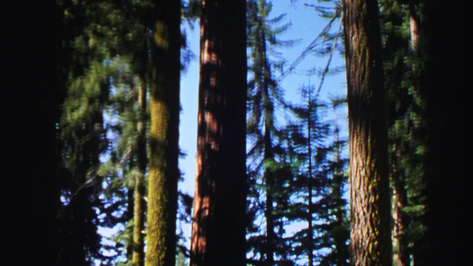 Lake Tahoe home-movie frame showing tall conifers, sunlit bark, and open blue sky through the forest canopy.