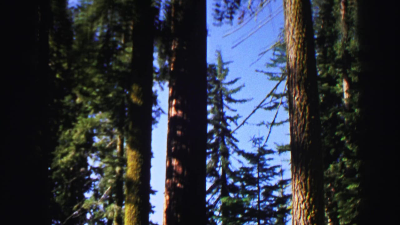 Tall evergreen trunks and branches seen from below against blue sky.