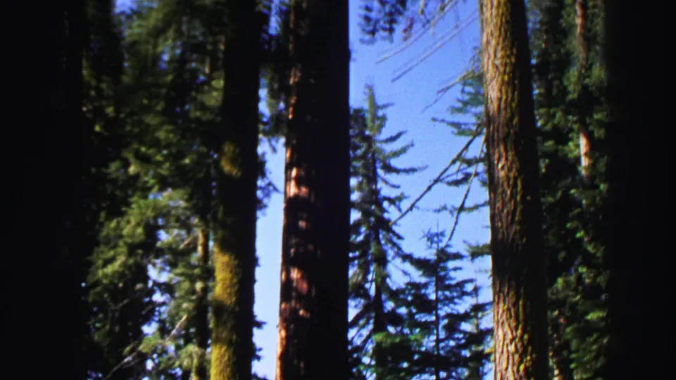 1969 Lake Tahoe 8mm frame looking upward at tall evergreen trunks, dark branches, and patches of clear blue sky.