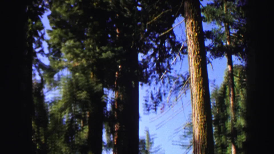 Lake Tahoe forest frame from 1969 8mm footage, with a dark trunk centered among evergreen branches and blue sky.