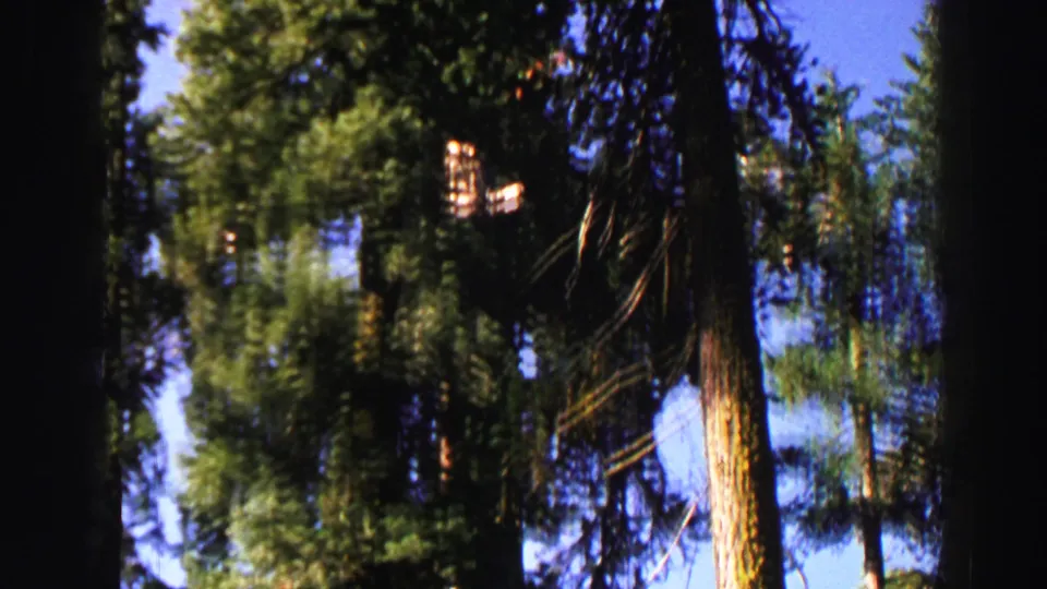 Motion-softened 1969 Lake Tahoe 8mm view of evergreen trunks and branches during an upward forest pan.