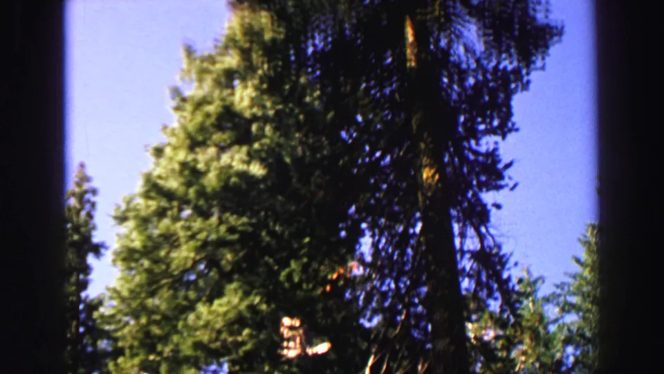 Final 1969 Lake Tahoe forest frame showing evergreen canopy, tall shadowed trunks, and bright blue sky on 8mm film.