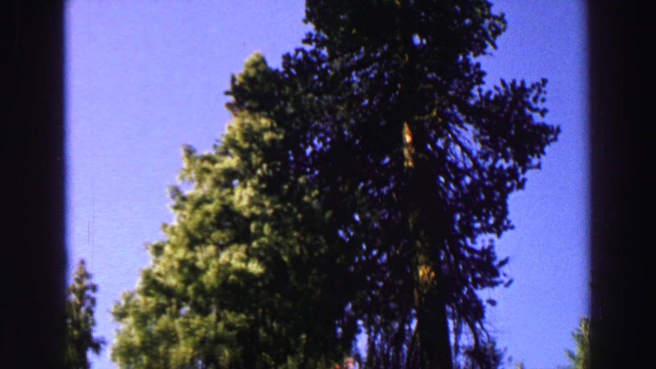 Tall evergreen trees rising against a bright blue sky with dark film-frame borders.