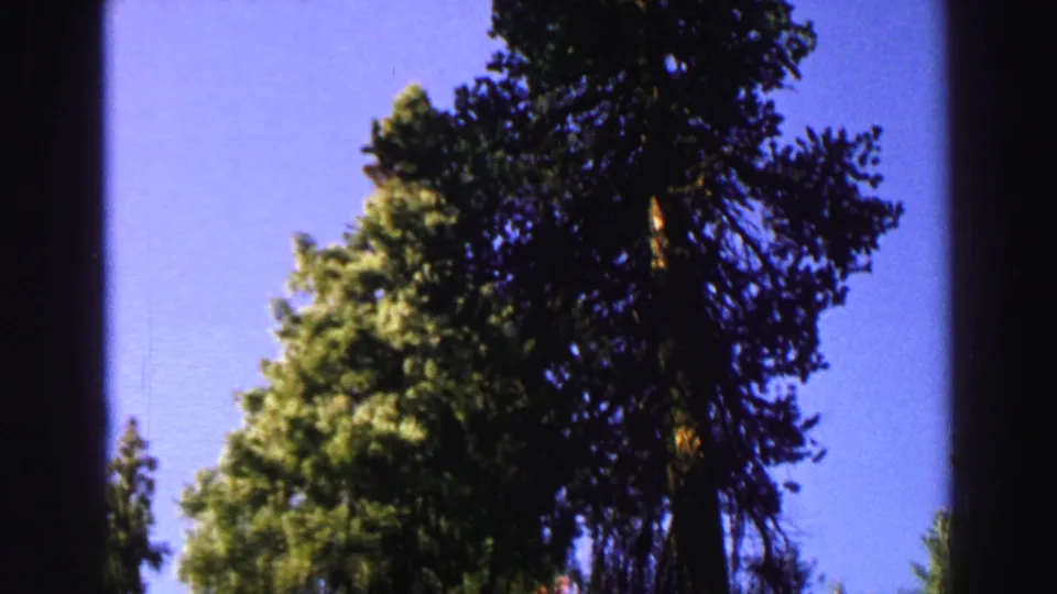 1969 Lake Tahoe 8mm frame looking upward at tall forest trees and blue sky, with strong shadowing and visible film gate edges.