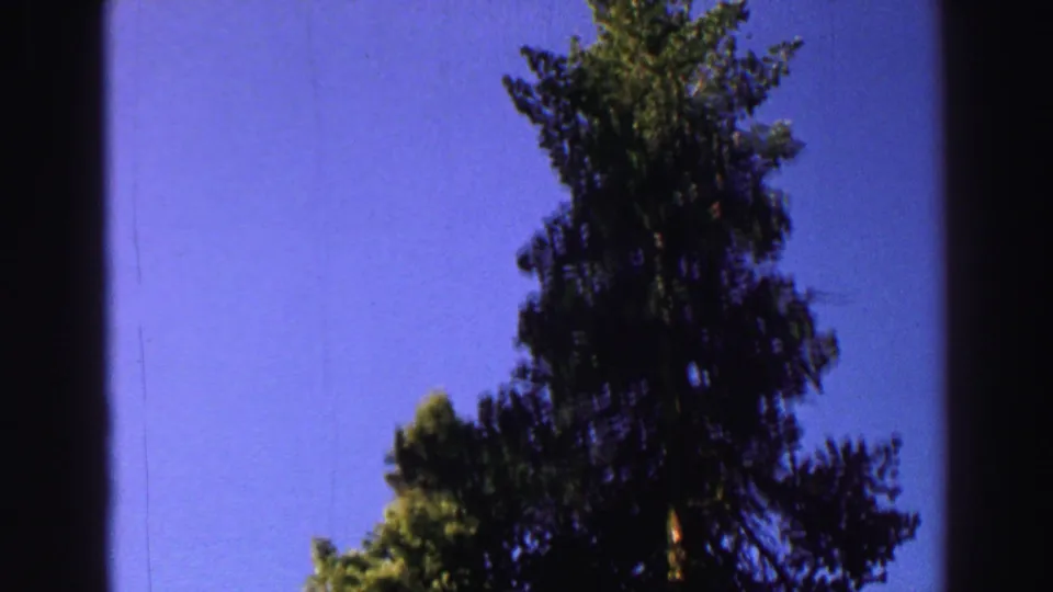 Lake Tahoe forest canopy in a 1969 8mm frame, with tall trees, blue sky, dark exposure at the edges, and slight motion blur.