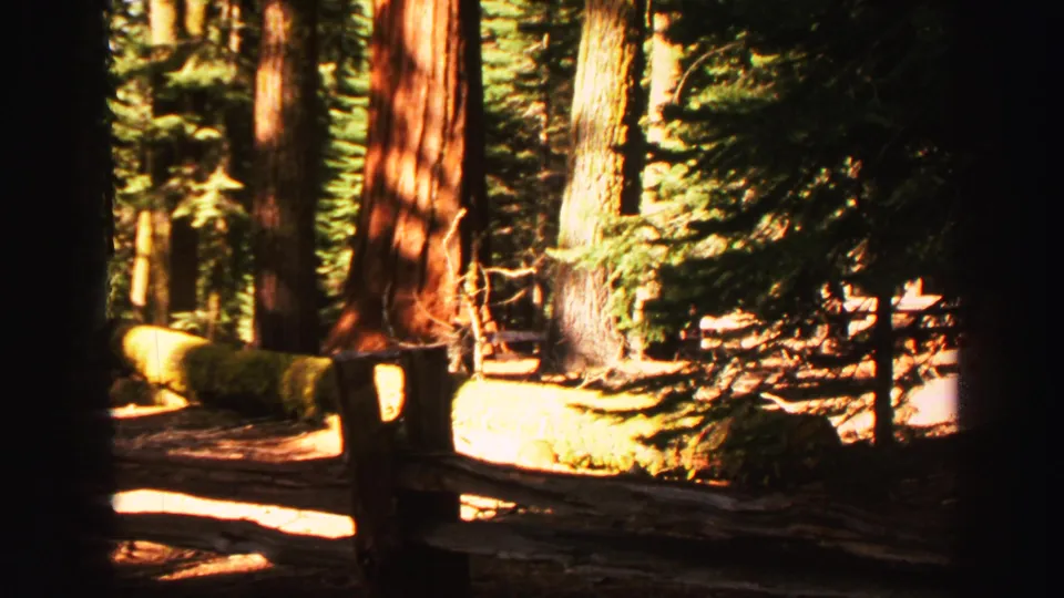 1969 Lake Tahoe 8mm frame showing tall trunks, fallen logs, evergreen understory, and bright patches of sunlight on the forest floor.