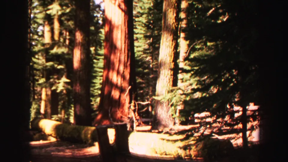 Lake Tahoe 1969 home-movie frame with tall trunks, fallen logs, dense evergreens, and high-contrast sunlight across the forest floor.