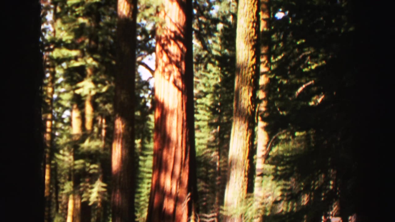 Tall sunlit trees and dense evergreen foliage in a shaded forest.