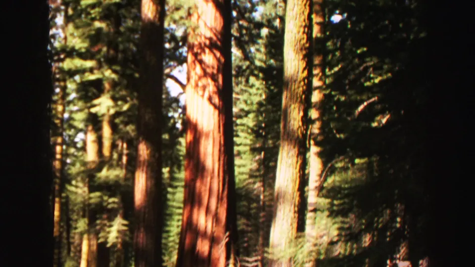 1969 Lake Tahoe-area 8mm frame showing tall conifer trunks, green canopy, and strong sunlight filtering through shade.