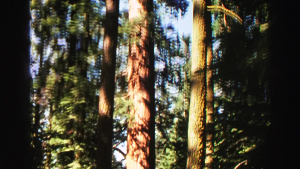 Lake Tahoe-area forest frame with multiple tall trunks, mixed sunlight and shadow, and evergreen branches against blue sky.