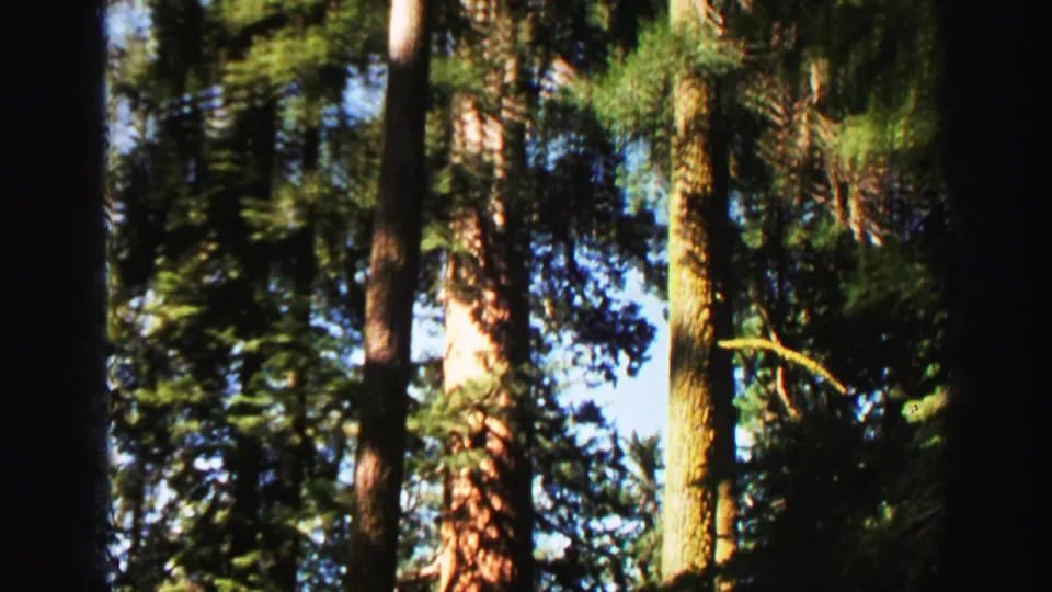 1969 8mm home-movie view of a wooded Lake Tahoe-area setting with tall trunks and dense green branches in mottled light.