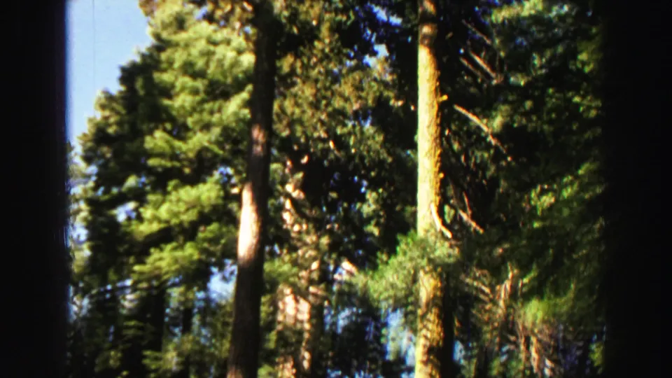 Lake Tahoe-area 8mm frame showing tall trees, dark shaded foliage, and bright sunlit openings in the forest canopy.
