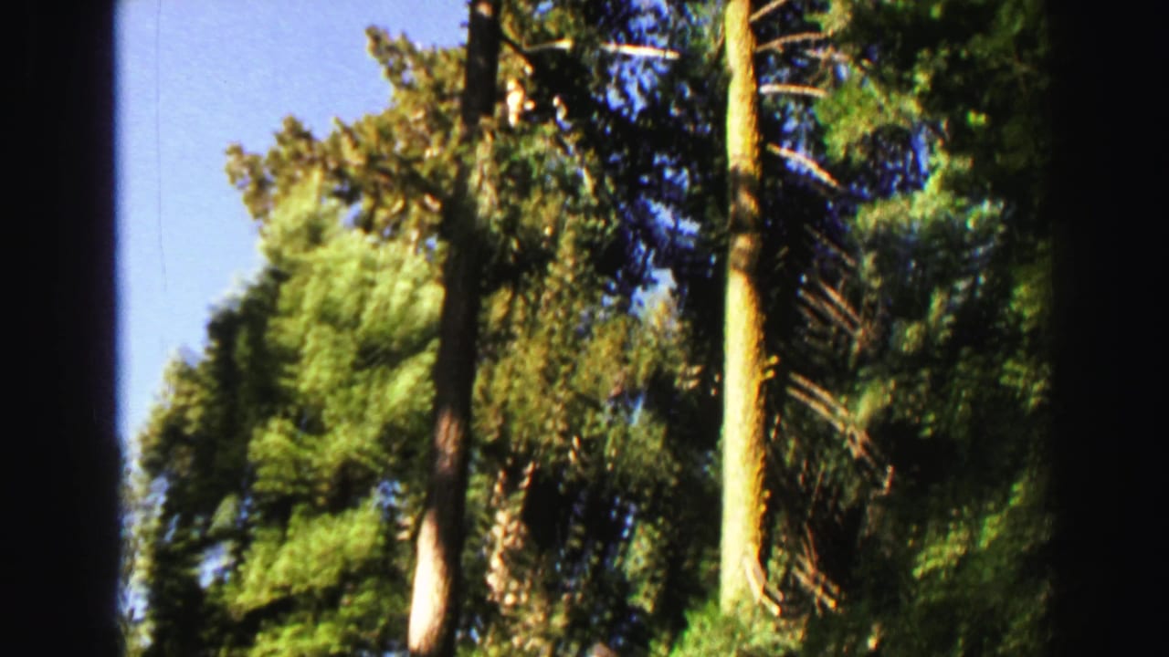 Tall evergreen trees rising against a clear blue sky with dark film edges.