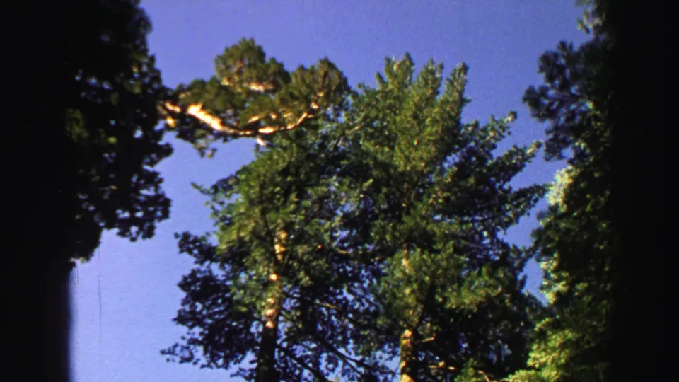1969 Lake Tahoe 8mm view from beneath a forest canopy, showing tall evergreens, dense needles, and patches of blue sky.