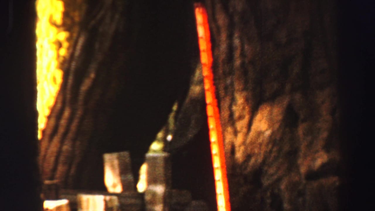 Close view of massive dark tree trunks with a red measuring stick and bright sunlit bark.