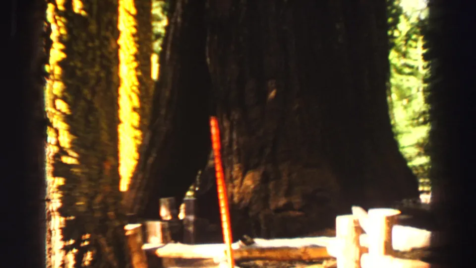 Large trunks fill the frame in this 1969 Lake Tahoe-area forest view, with a red measuring stick and wooden elements near the base.