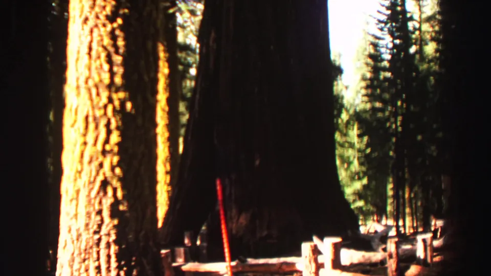 The pullback reveals the scale of large Lake Tahoe-area forest trunks against surrounding conifers and a red measuring stick.