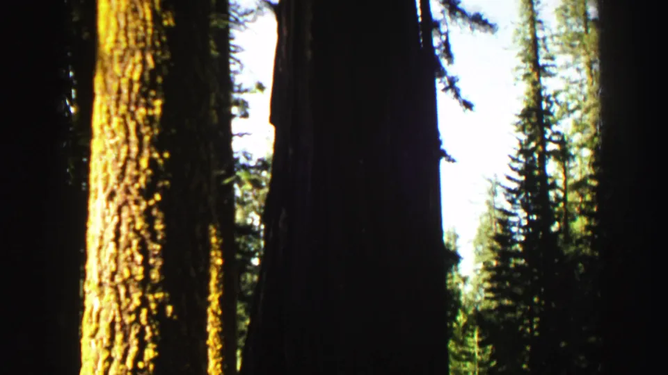 Final 1969 Lake Tahoe-area frame shows a dark massive trunk, sunlit bark, and distant conifers under bright daylight.