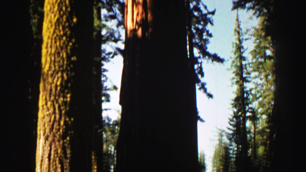 1969 Lake Tahoe home-movie frame showing towering forest trunks and conifers under bright sky.