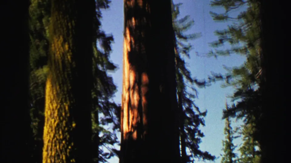 Lake Tahoe forest view with massive trunks, dark shade, and scattered sky in vintage 8mm color.