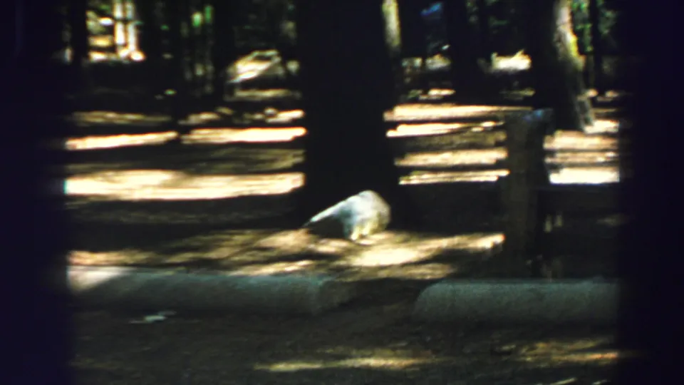 The handheld view passes across trees and sunlit ground in the wooded Lake Tahoe roadside scene from 1969.