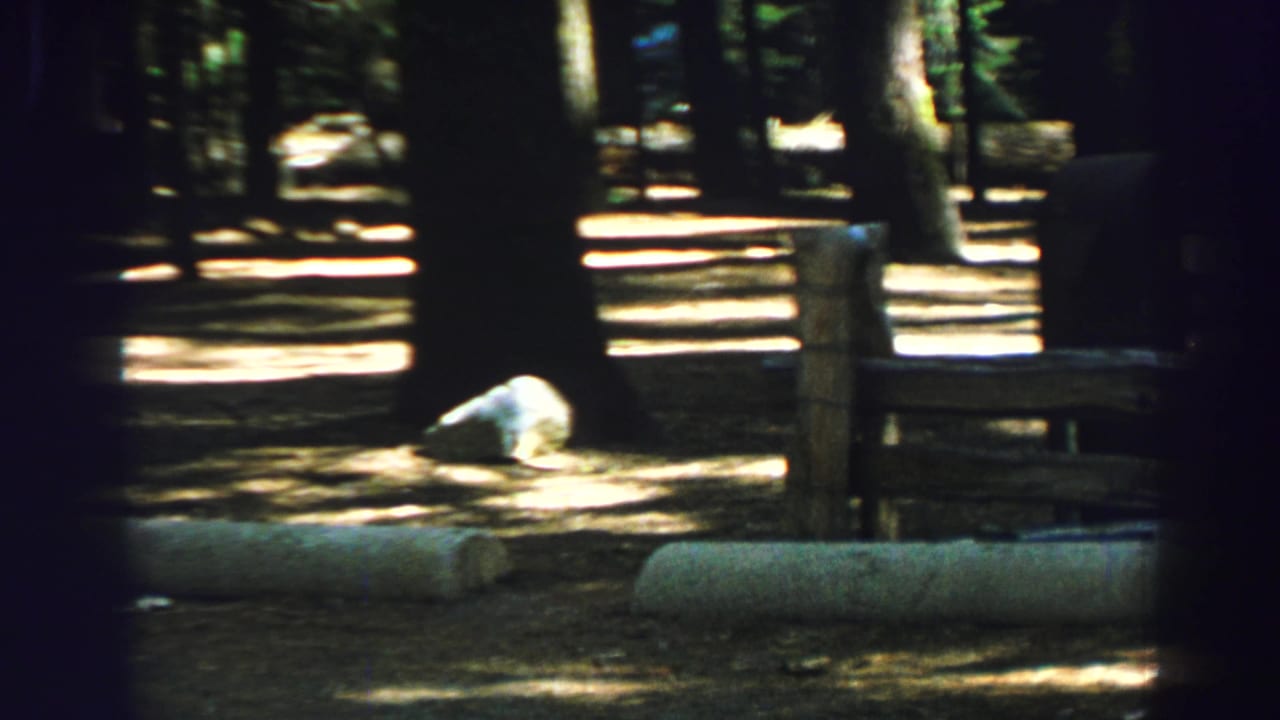 1969 Lake Tahoe 8mm frame showing a shaded evergreen forest floor with sun patches, vertical trunks, a pale object on the ground, and a low wooden barrier or bench.