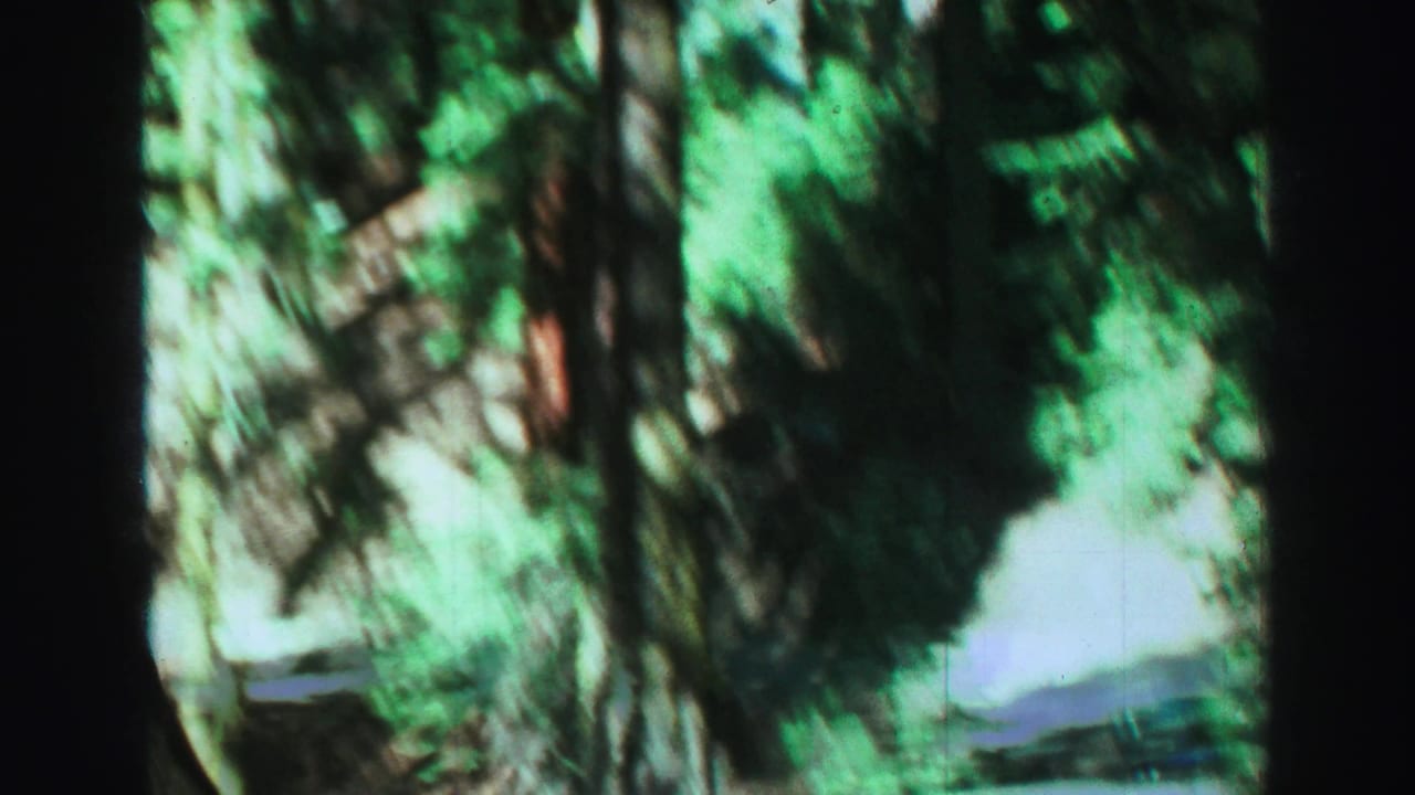 Blurred close view of evergreen foliage and tree trunks during a fast handheld pan.