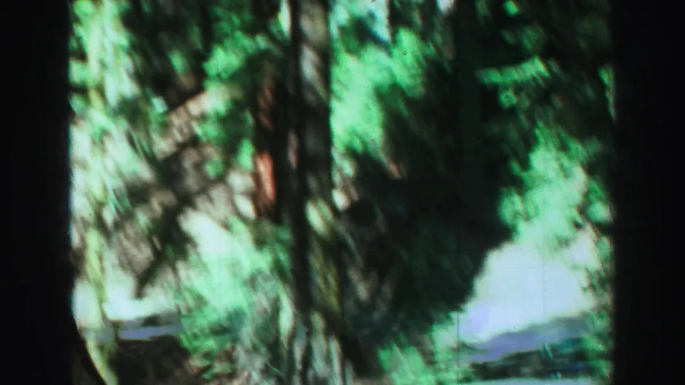 1969 Lake Tahoe 8mm frame with motion-blurred evergreen branches, tree trunks, and bright green foliage as the handheld camera pans through the woods.