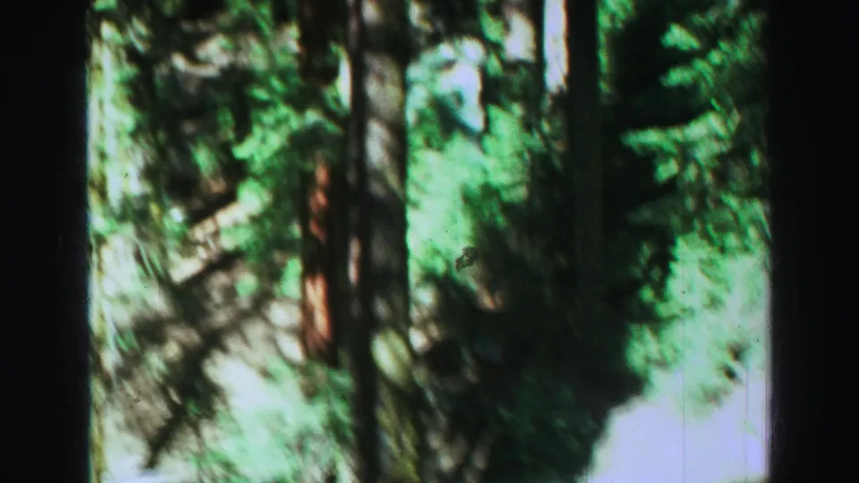 1969 Lake Tahoe 8mm frame dominated by dark vertical trunks and soft green foliage, with the camera movement obscuring fine detail in the wooded scene.