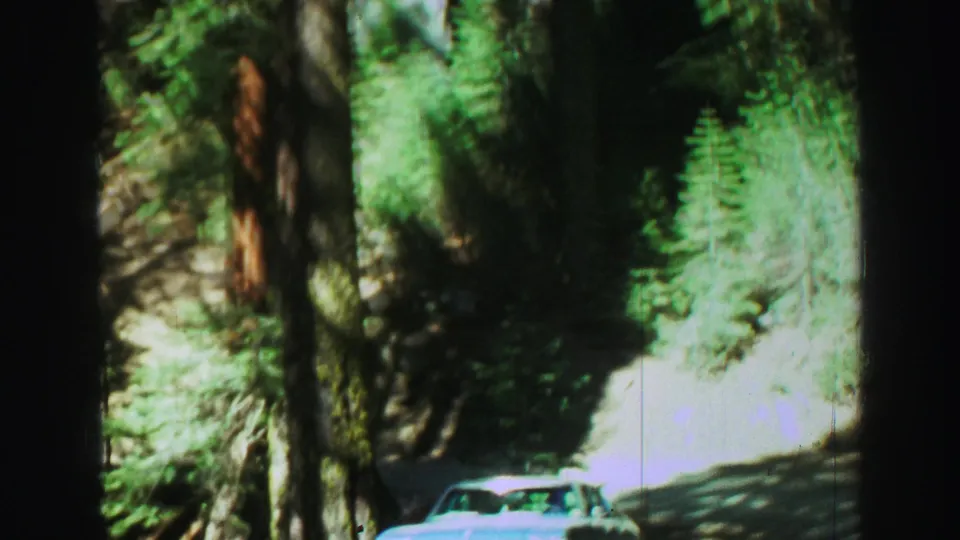 1969 Lake Tahoe 8mm frame showing a wooded roadside with evergreen trunks, brush, bright ground, and part of a white car entering the lower edge of the frame.