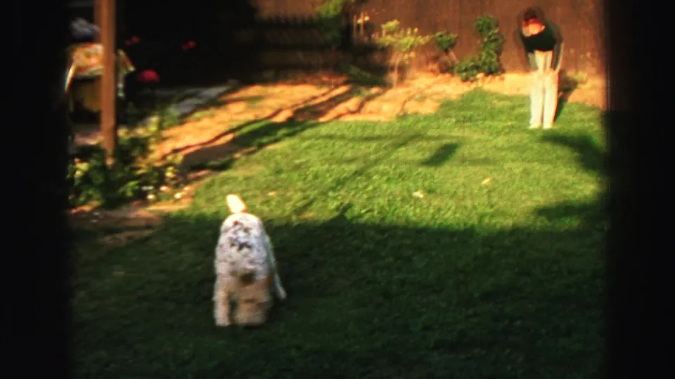 The small white dog sniffs the grass in a fenced Lake Tahoe backyard as the person remains in the background.