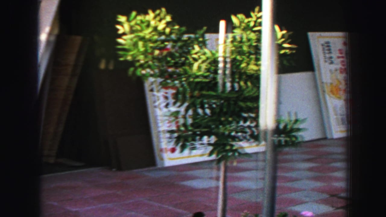 Small potted tree on a sidewalk with real estate signs and storefront shadows behind it.