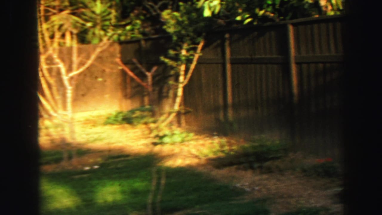 Sunlit backyard with wooden fence, grass, trees, and garden planting.