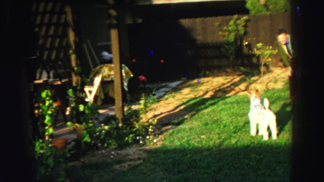 Shaggy white dog standing on grass near a patio and yard posts.