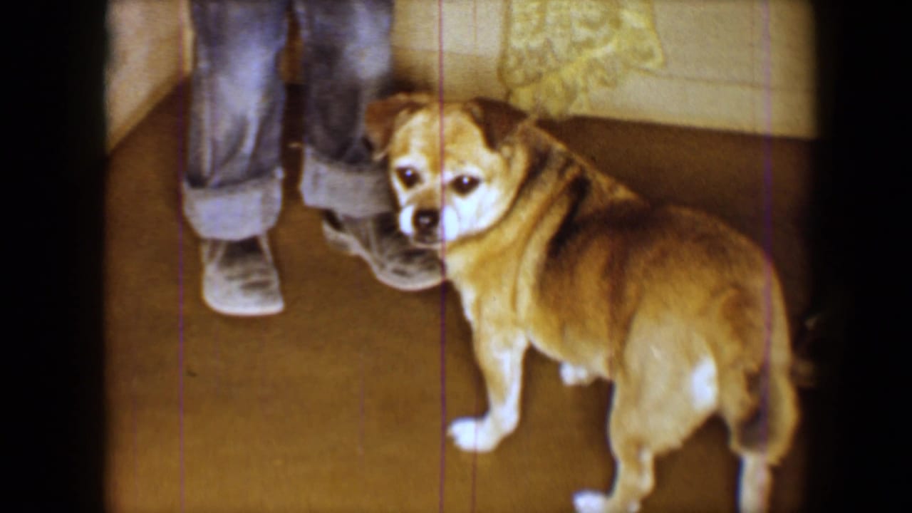 Small tan-and-white dog standing beside adult legs in a carpeted room.