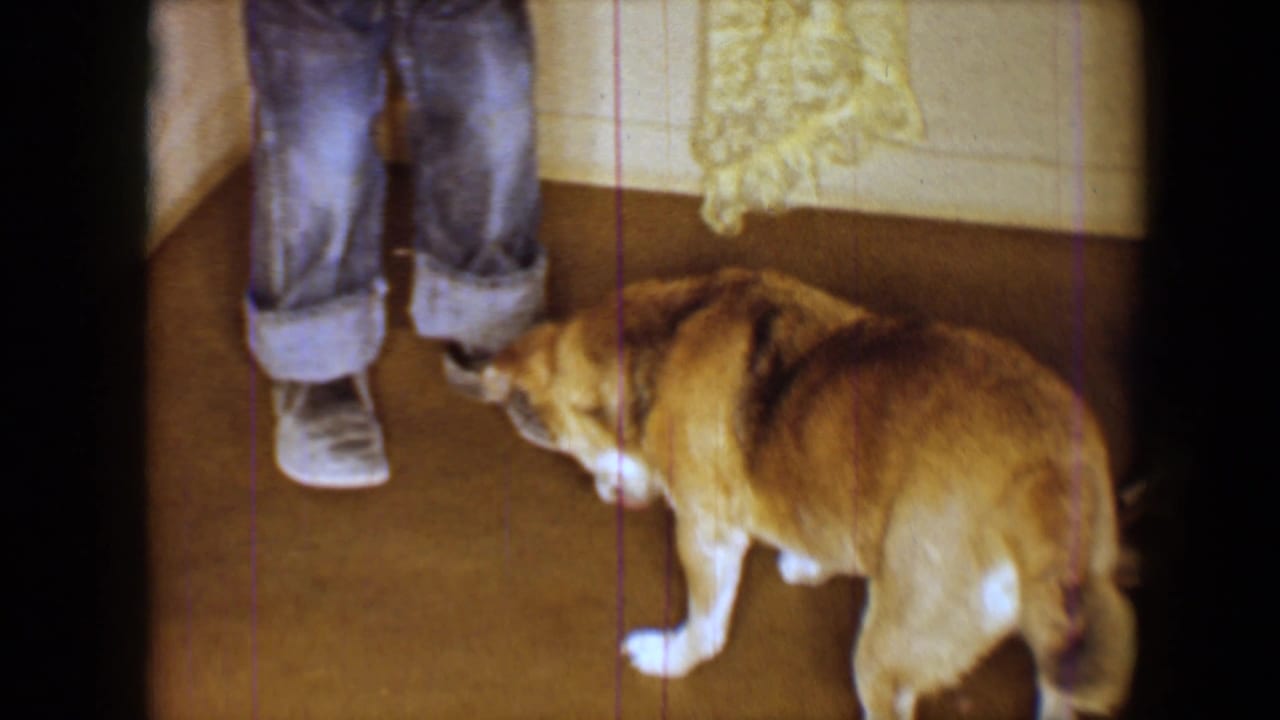 The small tan dog stands close to an adult's feet, with a carpeted private interior visible around them.