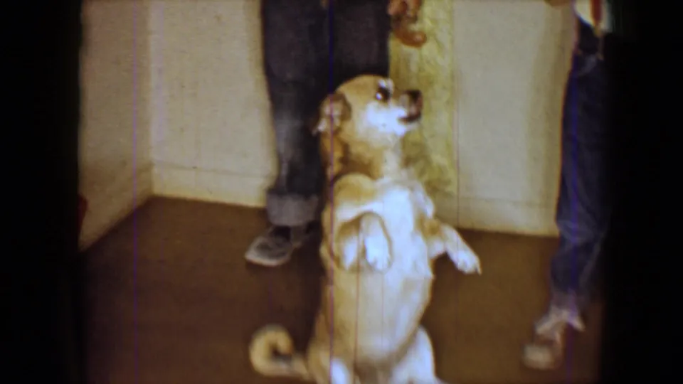 A small tan-and-white dog balances on hind legs and looks upward between adults in 1959 8mm home-movie footage.