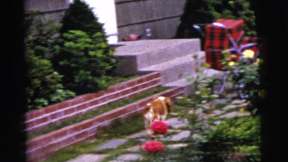 1961 Gary, Indiana home-movie frame showing a brown and white dog moving through a garden path near roses, shrubs, and a low brick border.