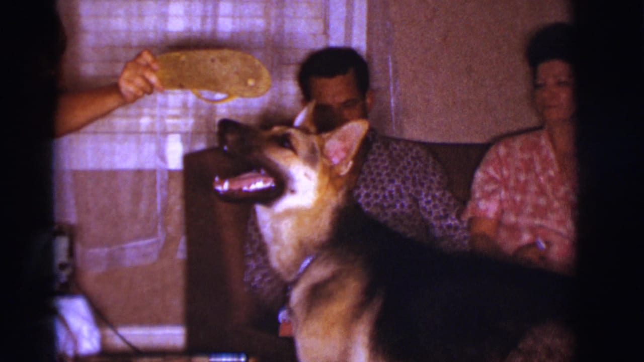 German Shepherd reaches toward a yellow object while two adults sit on a couch behind it.